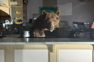 Медведь по имени Fuzzy почти не нанес ущерб имуществу, а уборка после него была минимальной