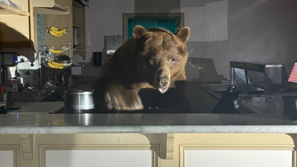Медведь по имени Fuzzy почти не нанес ущерб имуществу, а уборка после него была минимальной