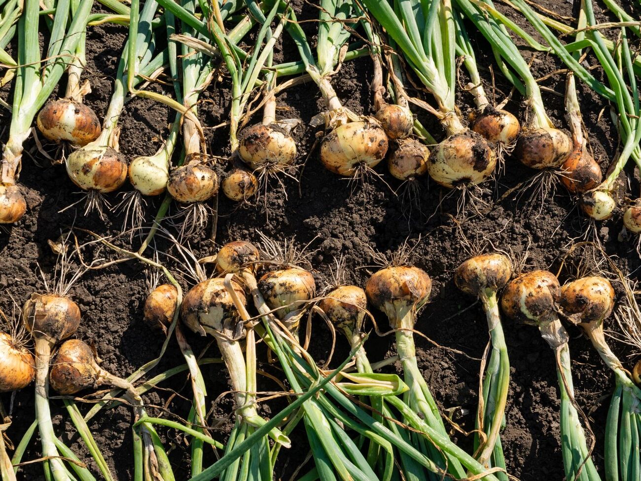 Перед тем как перенести лук в место хранения, срежьте сухую ботву