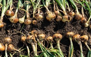 Перед тем как перенести лук в место хранения, срежьте сухую ботву