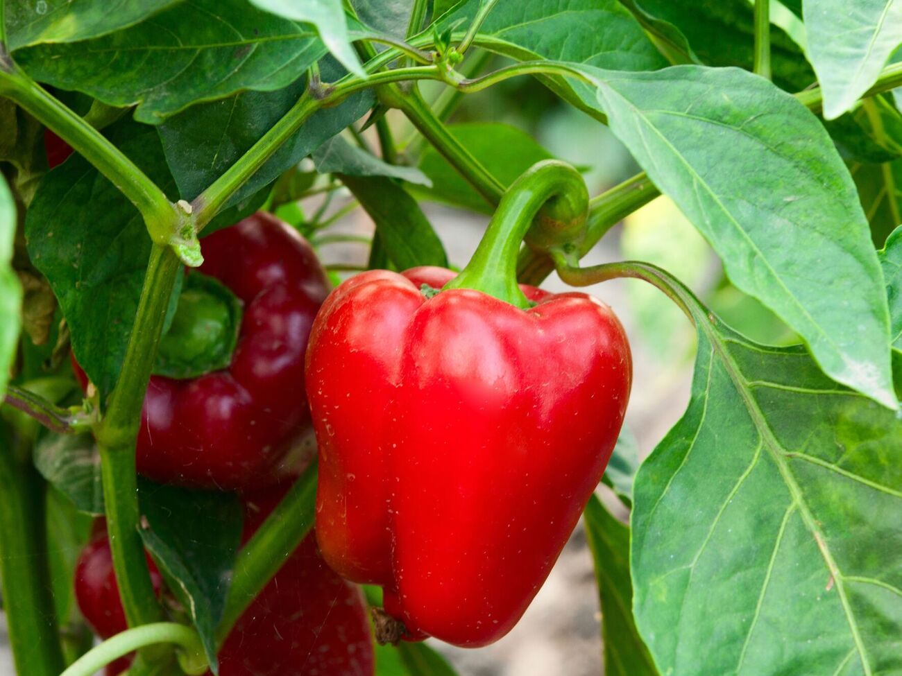 В августе перец нужно поливать намного реже