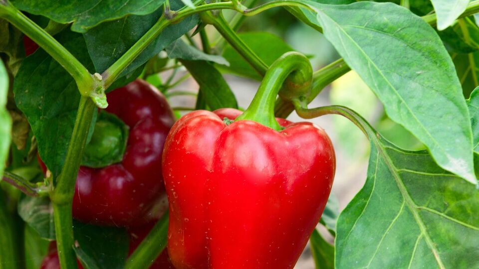 В августе перец нужно поливать намного реже