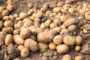 Из мешка картофель следует переложить в деревянные ящики или плетеные корзины
