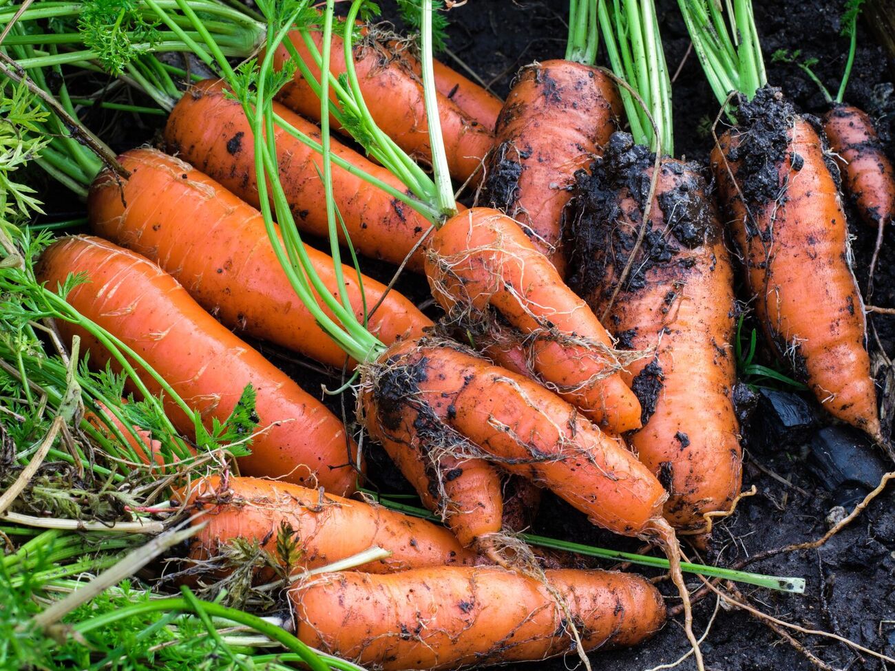Нерегулярне поливання шкодить моркві більше, ніж брак вологи