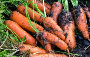 Нерегулярне поливання шкодить моркві більше, ніж брак вологи