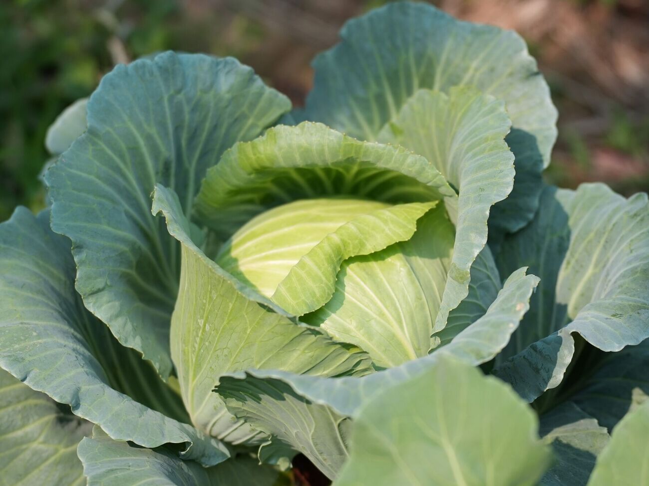Перед внесением подкормки полейте капусту водой