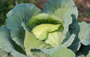 Перед внесением подкормки полейте капусту водой