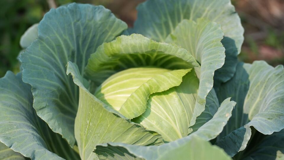 Перед внесенням підживлення полийте капусту водою