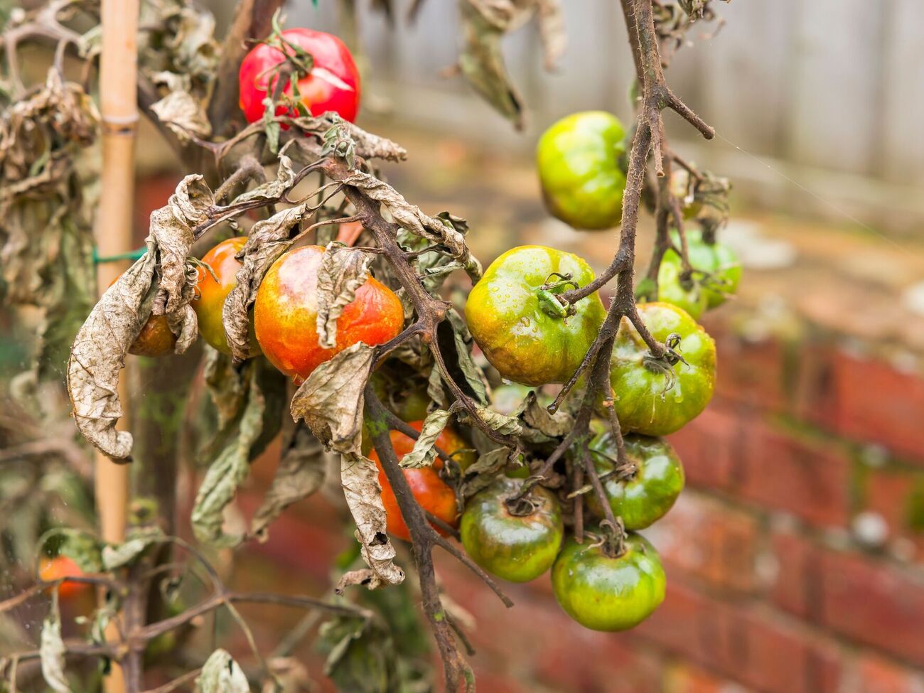 Томаты больше всего подвержены фитофторозу