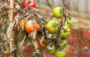 Томати найбільше схильні до фітофторозу