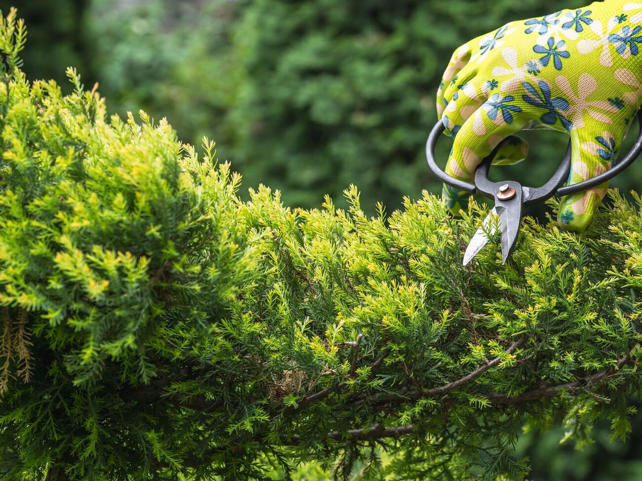 Завдяки стрижці ялівці зберігають акуратну форму