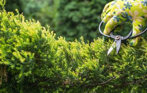 Завдяки стрижці ялівці зберігають акуратну форму