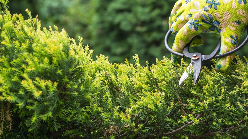 Завдяки стрижці ялівці зберігають акуратну форму