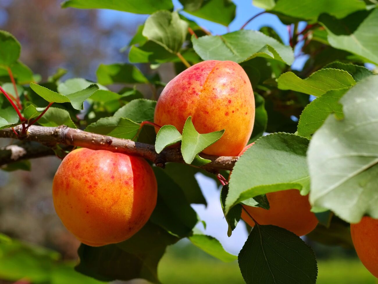 Некоторые растения способны защитить дерево абрикоса от болезней