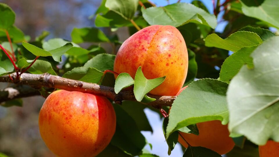 Некоторые растения способны защитить дерево абрикоса от болезней