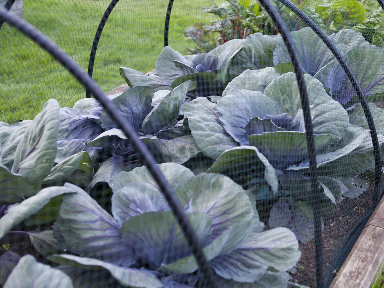 Обрабатывать капусту раствором бора нужно по листу