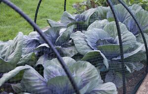 Обрабатывать капусту раствором бора нужно по листу