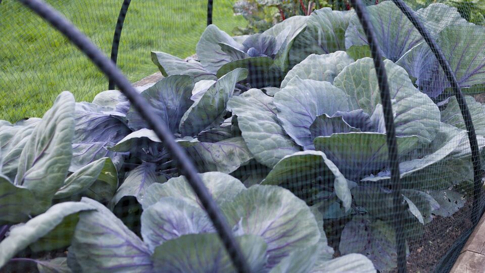 Обрабатывать капусту раствором бора нужно по листу