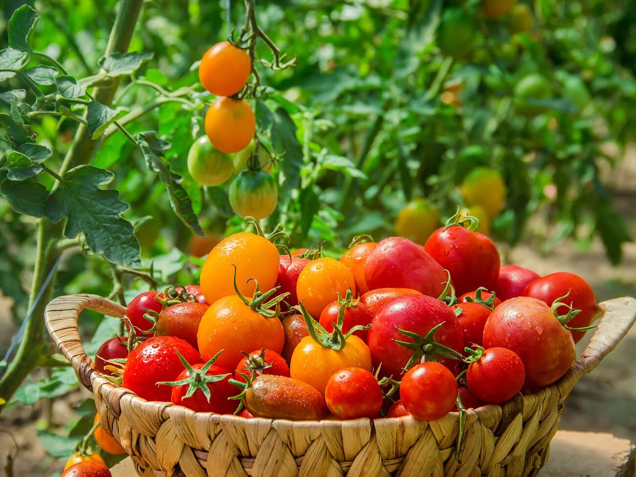 Томати без поливу вчаться самостійно добувати вологу з-під землі