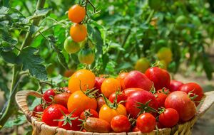 Томати без поливу вчаться самостійно добувати вологу з-під землі