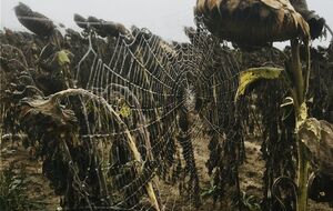 Подозреваемые продавали подсолнечник, вероятно, зараженный радиацией – прокуратура