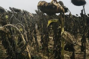 Підозрювані продавали соняшник, імовірно, заражений радіацією – прокуратура