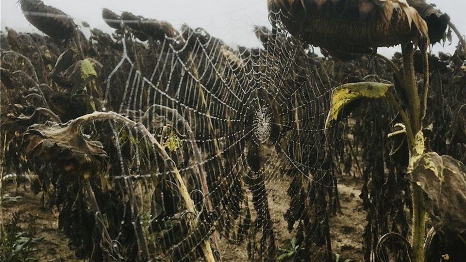 Подозреваемые продавали подсолнечник, вероятно, зараженный радиацией – прокуратура