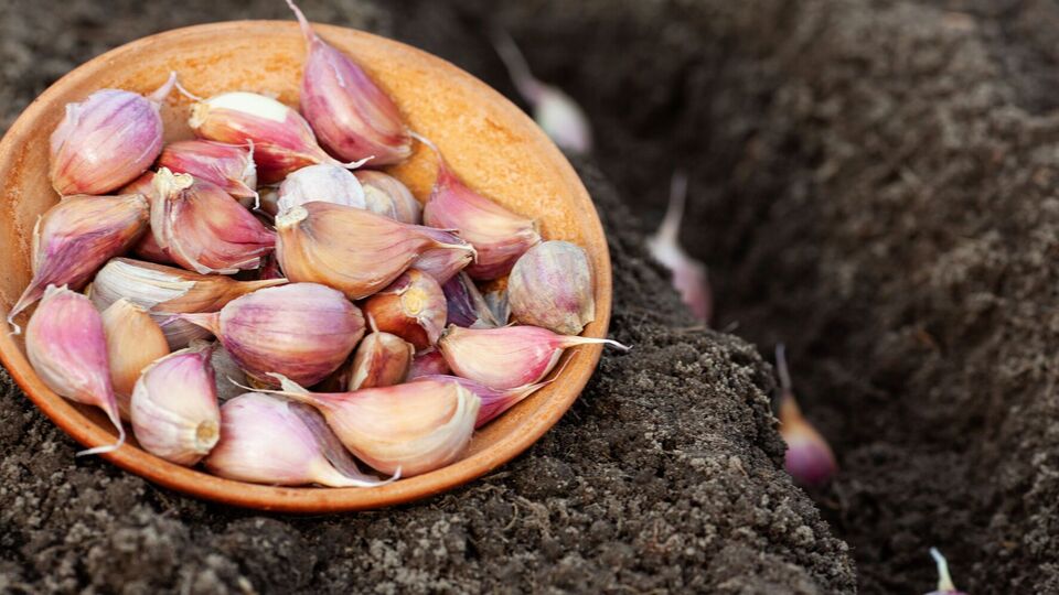Если подобрать для высадки большие зубчики чеснока, вырастут большие головки