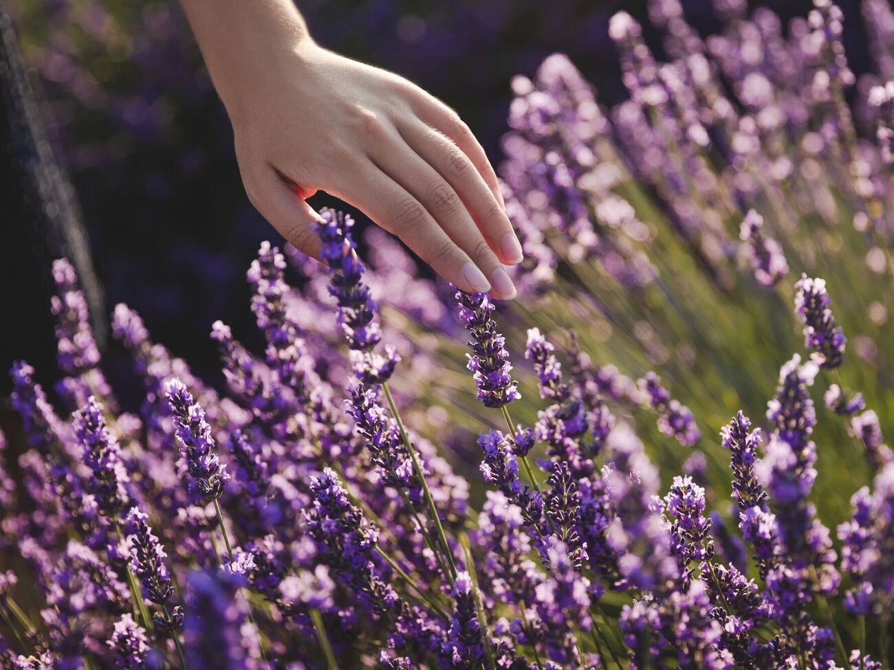 Если у вас на участке песчаная почва, эти растения будут хорошо расти