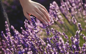 Если у вас на участке песчаная почва, эти растения будут хорошо расти