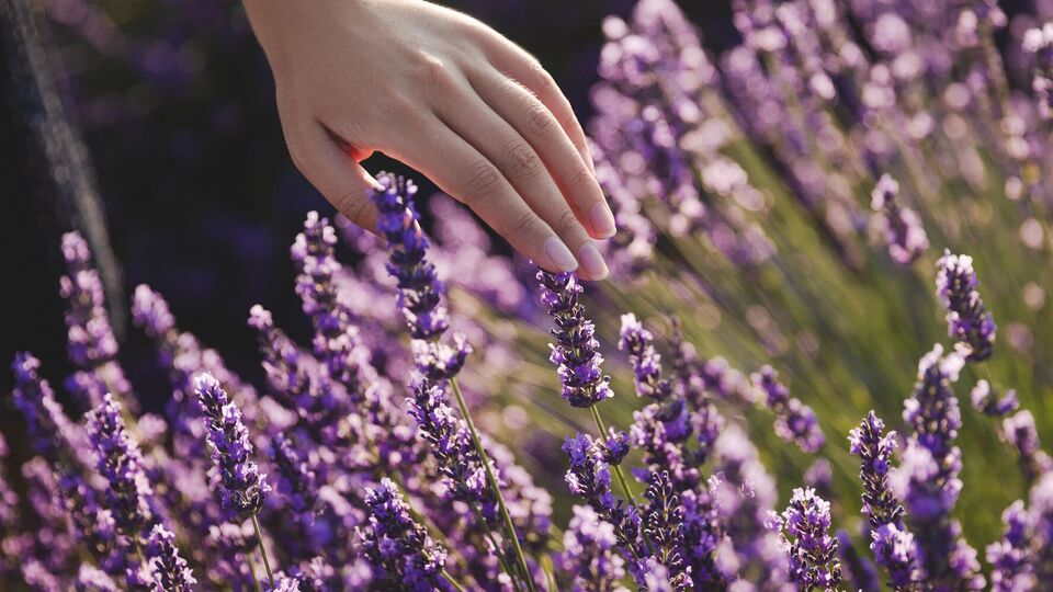 Если у вас на участке песчаная почва, эти растения будут хорошо расти