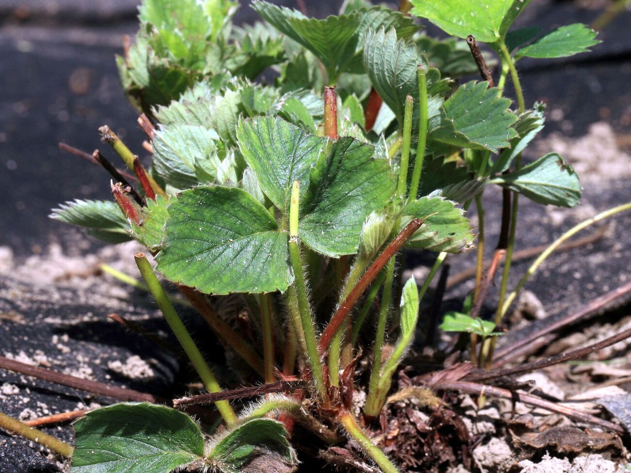 Если куст клубники обрезать не в августе, а позже, он может не восстановиться