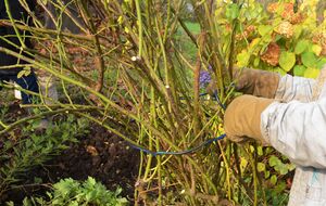 Если осенью правильно подкормить кусты роз, они легче перенесут морозы и быстрее восстановятся весной