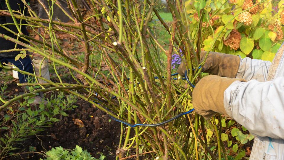 Если осенью правильно подкормить кусты роз, они легче перенесут морозы и быстрее восстановятся весной
