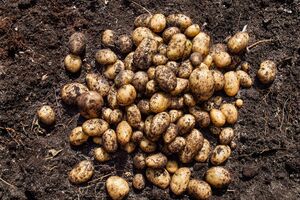 Нежелательно копать картофель сразу после сильной грозы