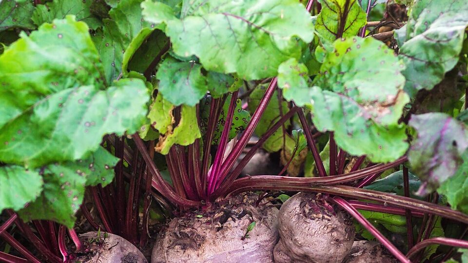 Навіть найменше пошкодження на шкірці буряка відкриває шлях для грибків і бактерій
