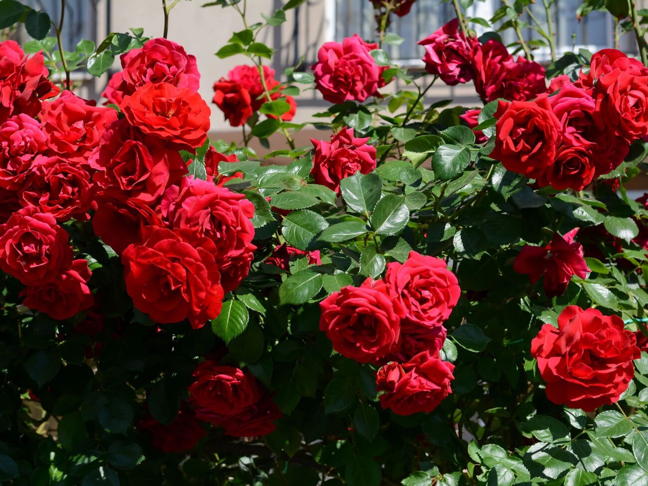 Осенью с кустов нужно убрать остатки цветов и нераспустившиеся бутоны, чтобы они не гнили