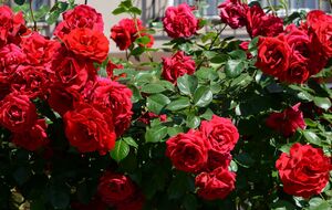 Осенью с кустов нужно убрать остатки цветов и нераспустившиеся бутоны, чтобы они не гнили