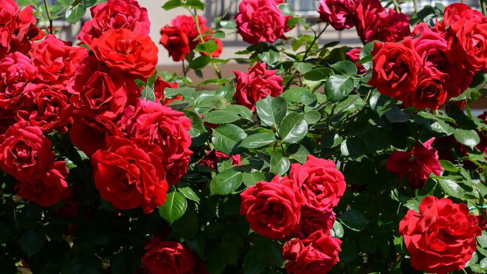 Осенью с кустов нужно убрать остатки цветов и нераспустившиеся бутоны, чтобы они не гнили