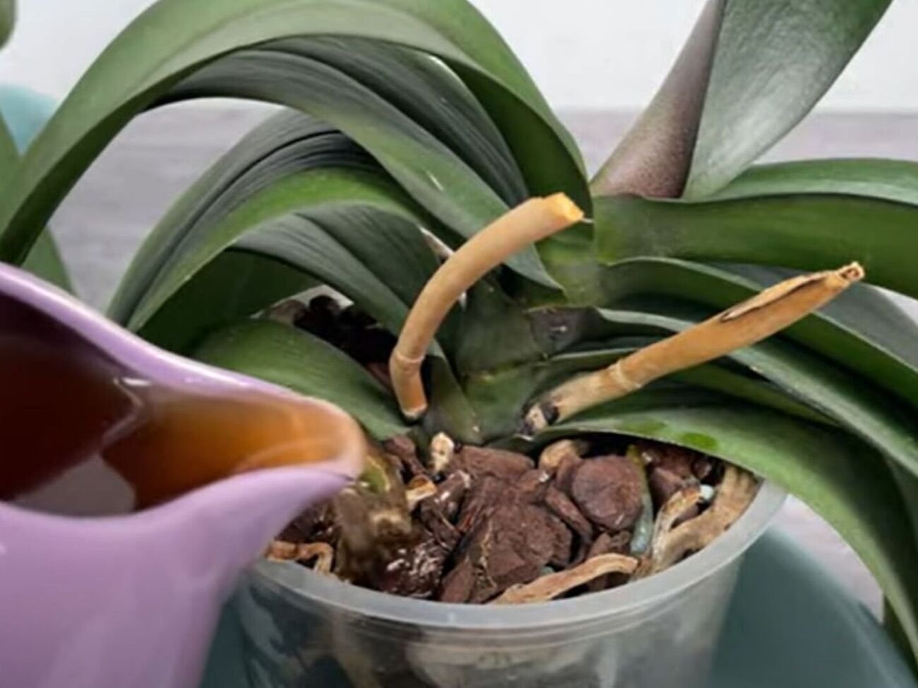 Для подкормки орхидей можно использовать молотые кофейные зерна