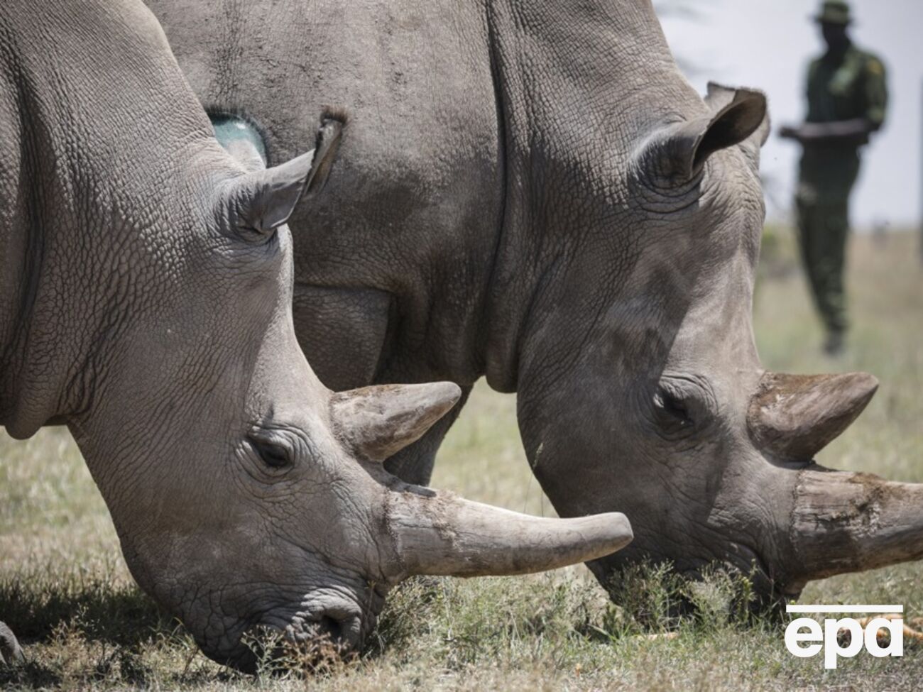 Фату (на фото слева) – одна из двух в мире особей северного белого носорога