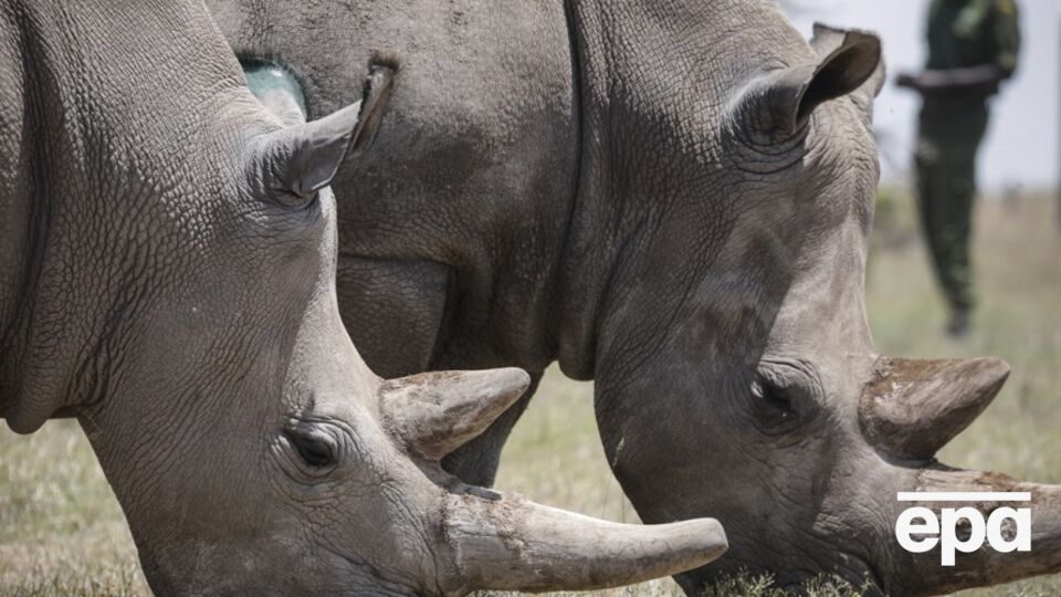 Фату (на фото слева) – одна из двух в мире особей северного белого носорога