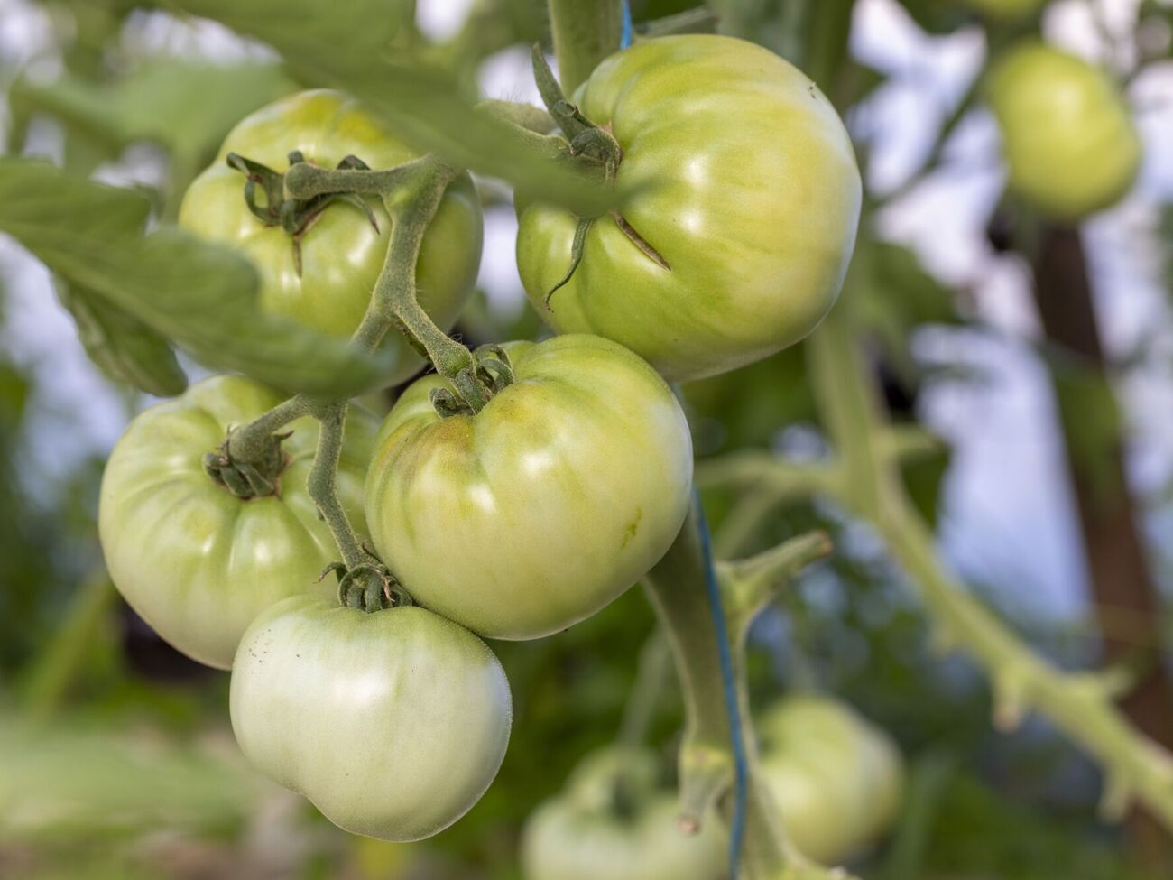 За спостереженнями городниці, цьогоріч дозрівання всіх овочів відбувається із запізненням