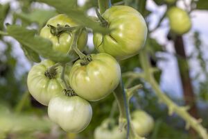 За спостереженнями городниці, цьогоріч дозрівання всіх овочів відбувається із запізненням