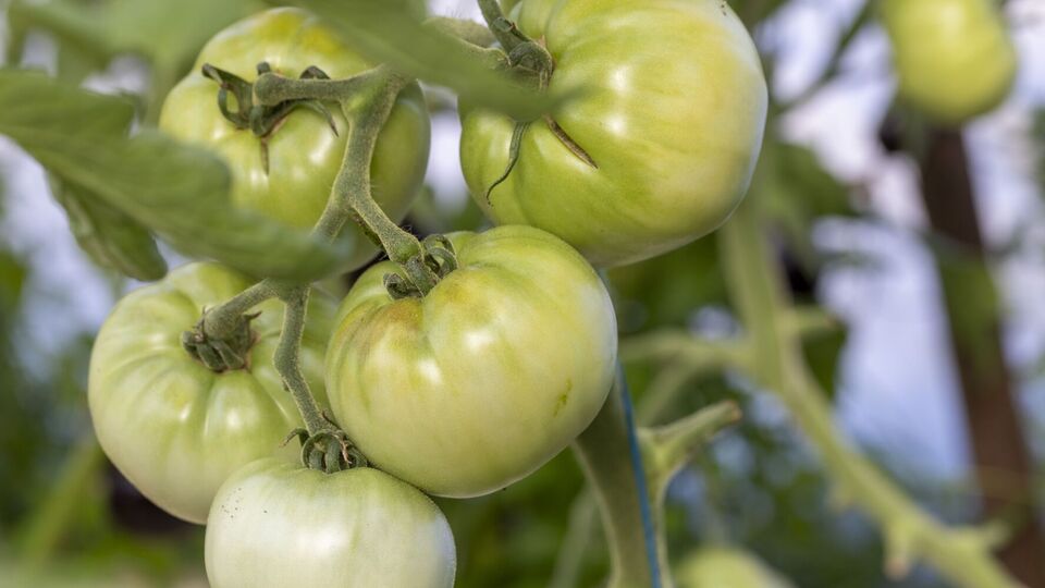 По наблюдениям огородницы, в этом году созревание всех овощей идет с опозданием