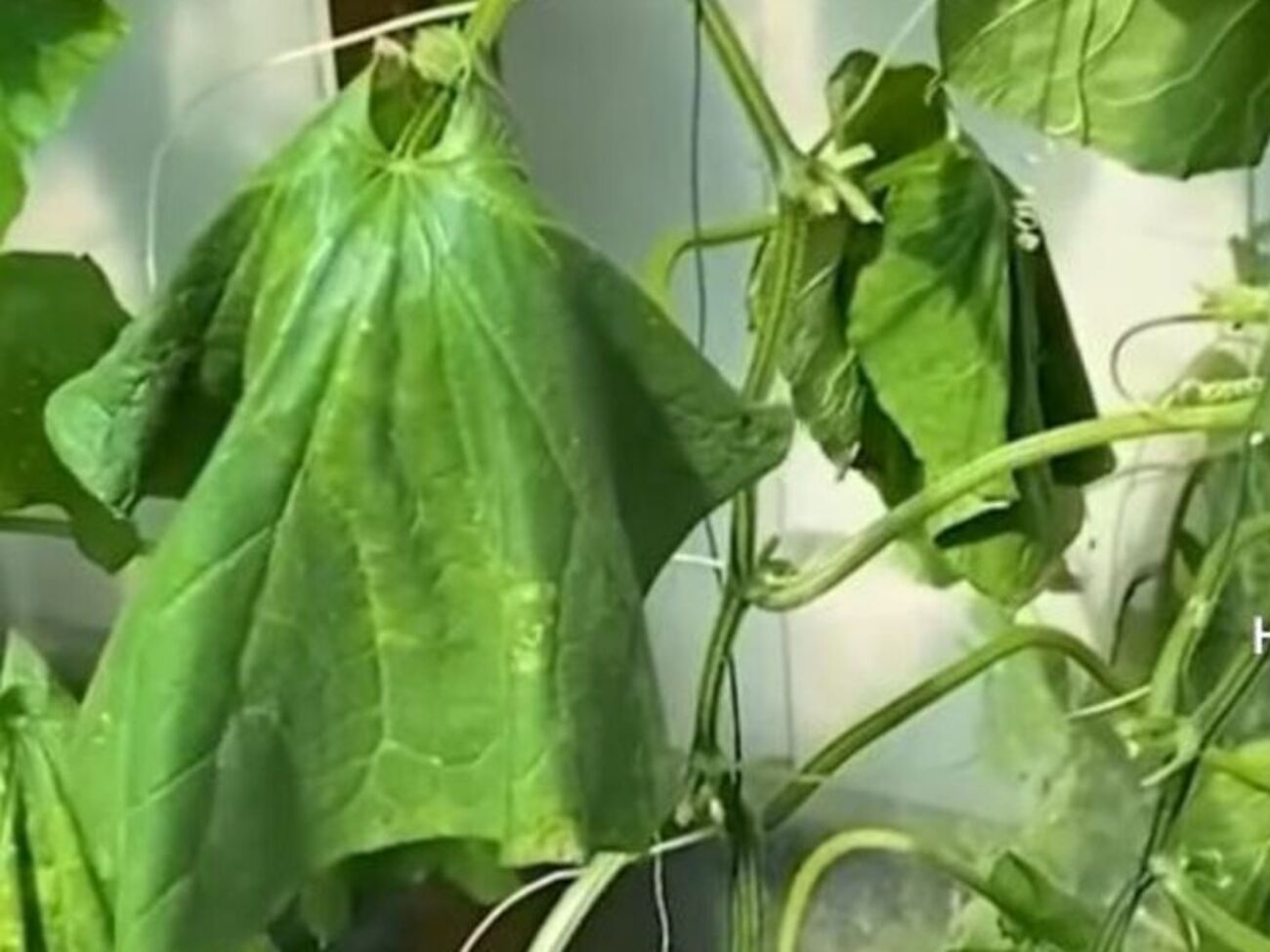 Огородник советует притенять огурцы сеткой