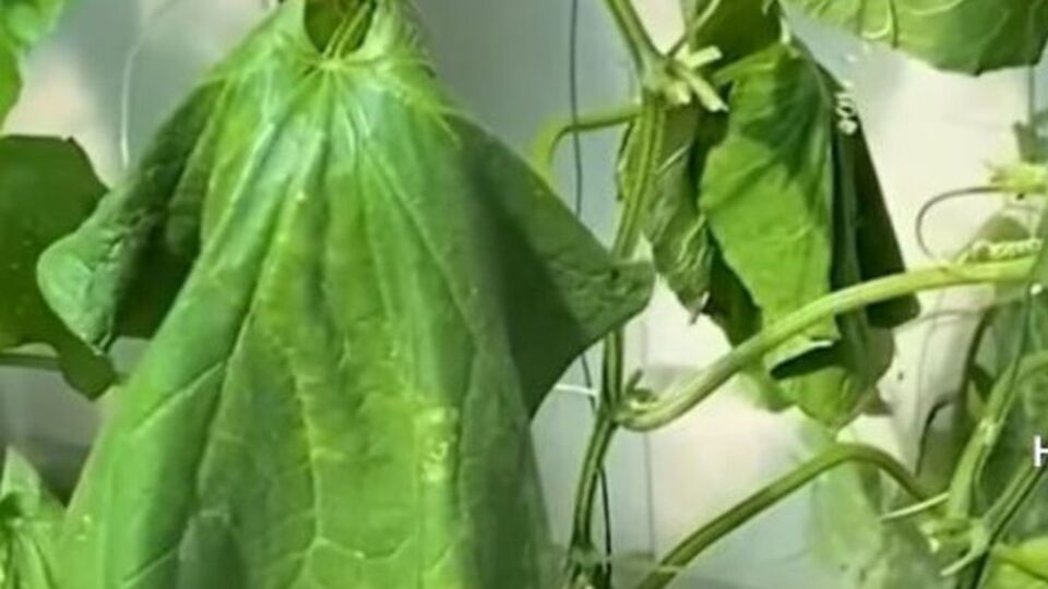 Огородник советует притенять огурцы сеткой