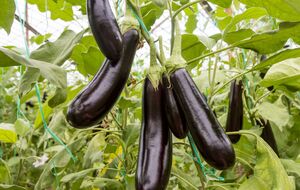 Кальций поможет кустам вырасти здоровыми и с большим количеством плодов