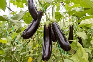 Кальцій допоможе кущам вирости здоровими і з великою кількістю плодів