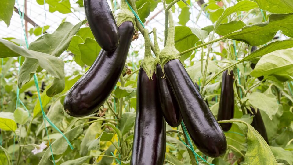 Кальций поможет кустам вырасти здоровыми и с большим количеством плодов